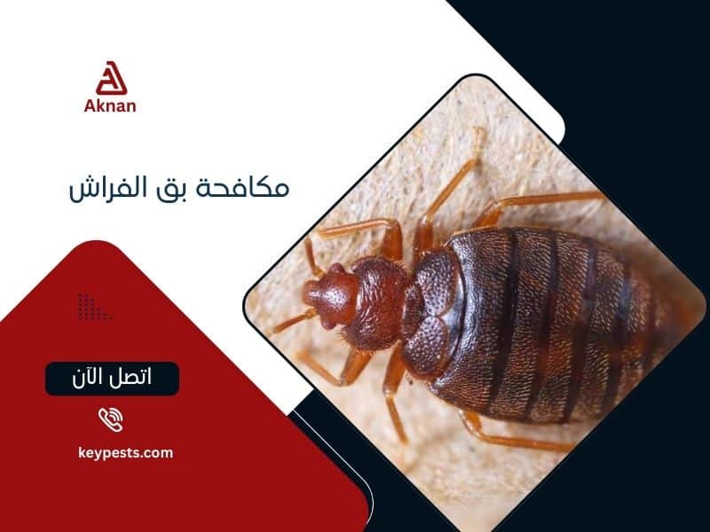 مكافحة بق الفراش في الإمارات - خدمات متخصصة من شركة أكنان للقضاء النهائي على البق