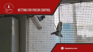 pigeon netting