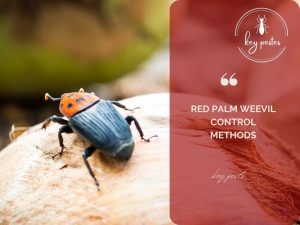 Red palm weevil control methods
