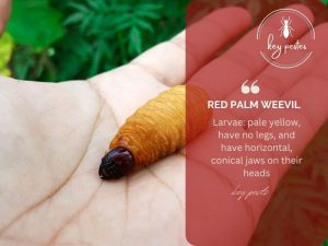 Red palm weevil control methods