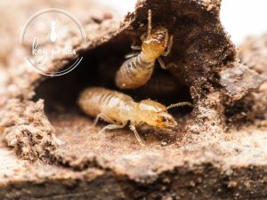 مكافحة النمل الابيض