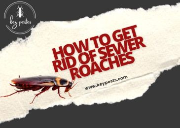 how to get rid of sewer roaches
