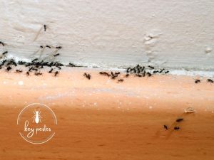little black ants in house