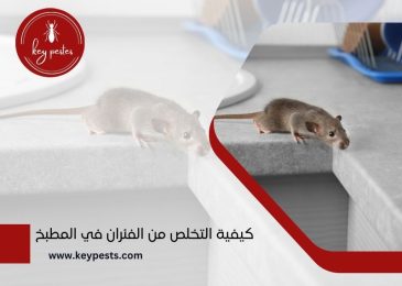  كيفية التخلص من الفئران في المطبخ