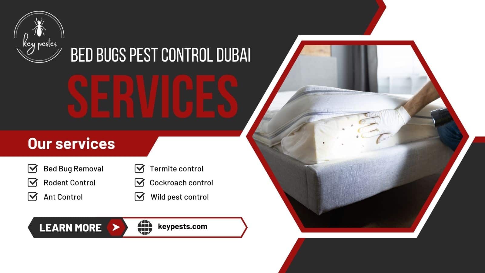 bed bugs pest control dubai expert solutions