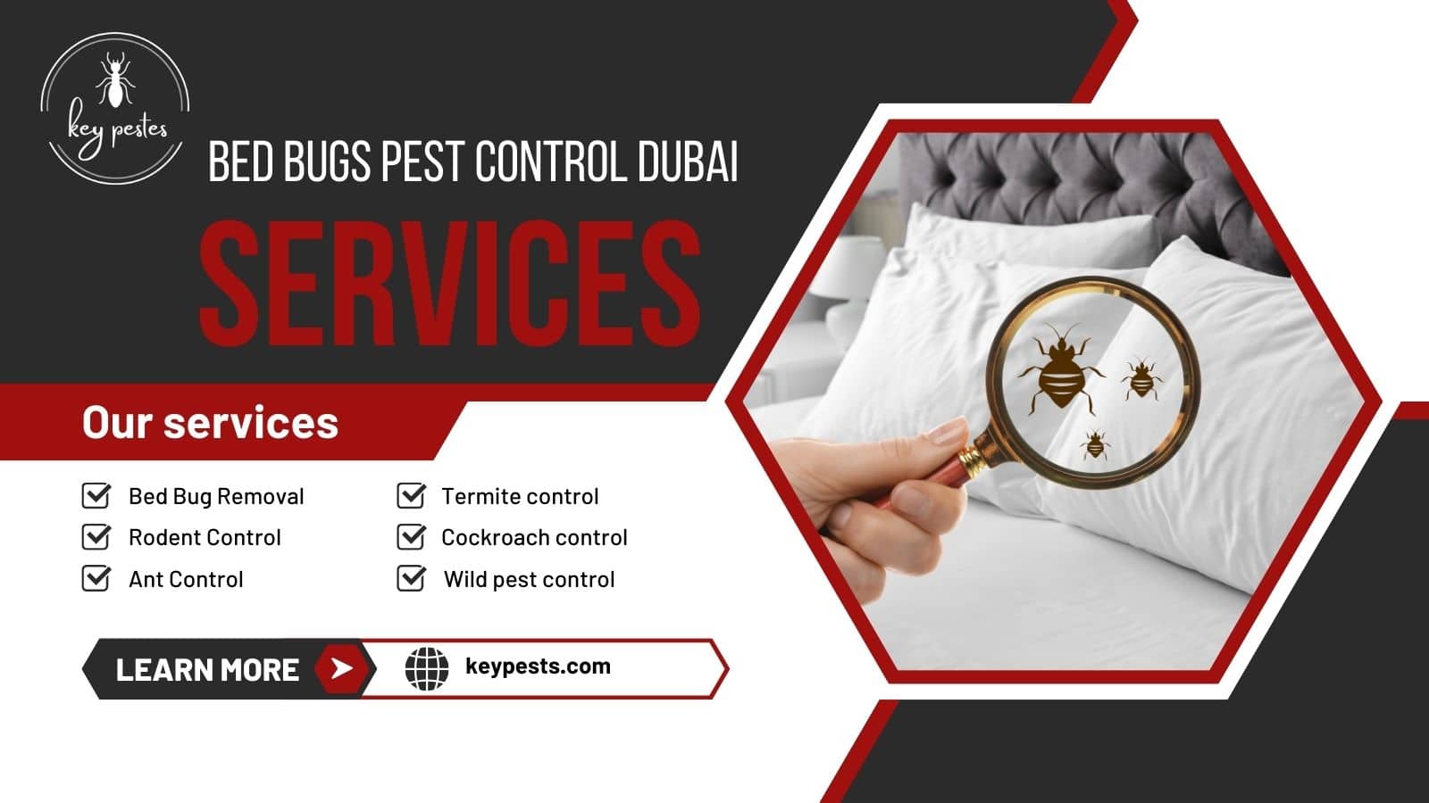 bed bugs pest control dubai expert solutions