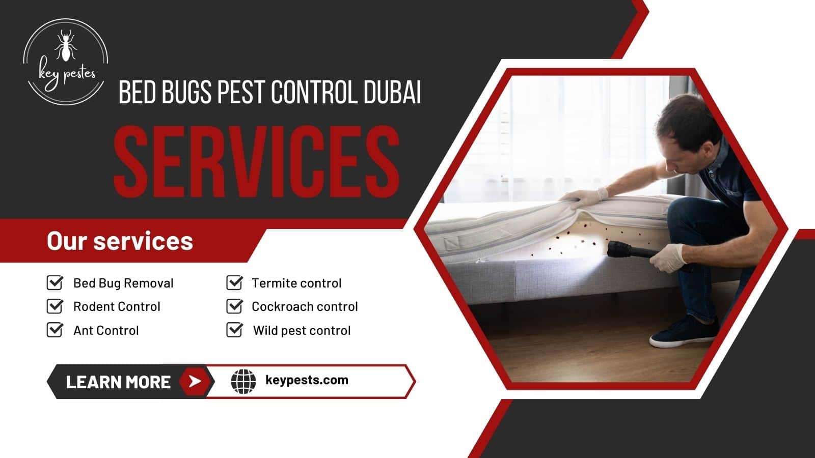 bed bugs pest control dubai expert solutions