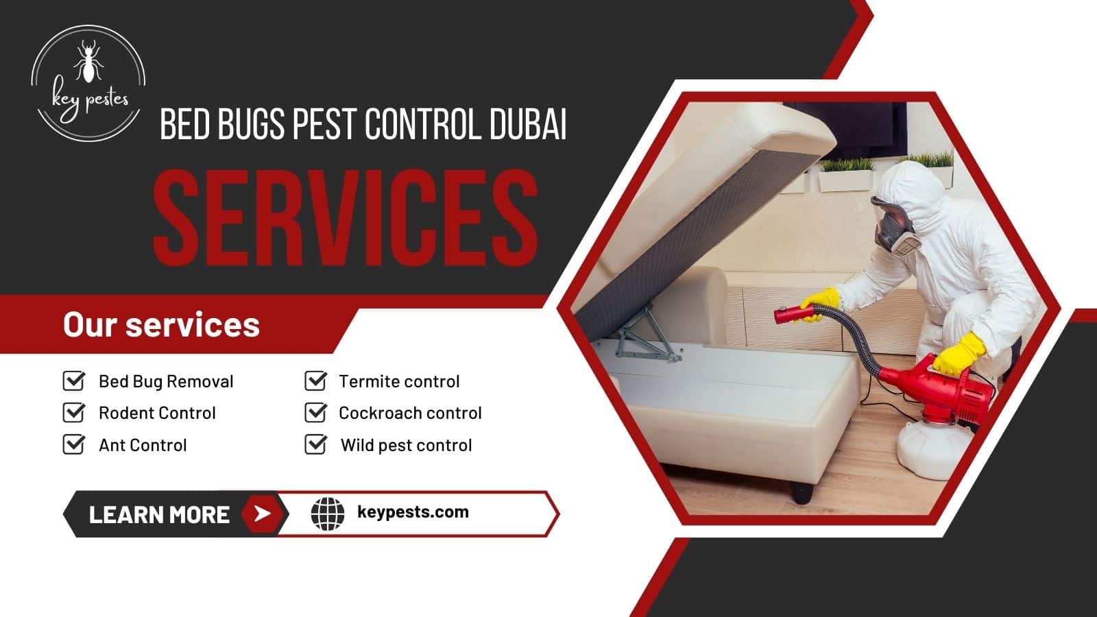 bed bugs pest control dubai expert solutions
